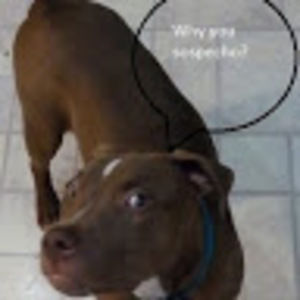 Meet your Posher, John